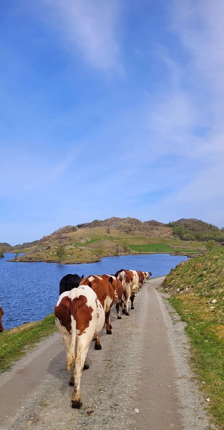 Kyr på veg langs vatnet ved Søya Gard