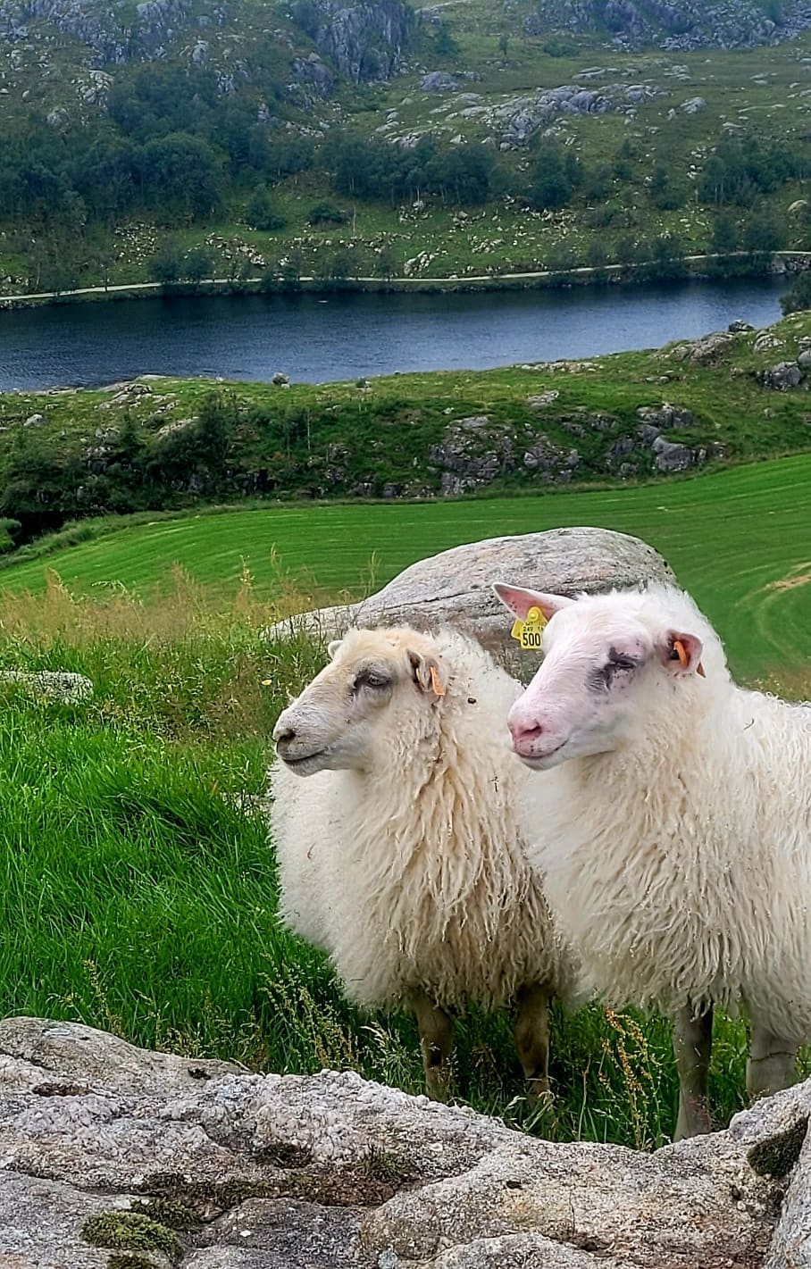 To villsau (jernaldersau) i grønt beite